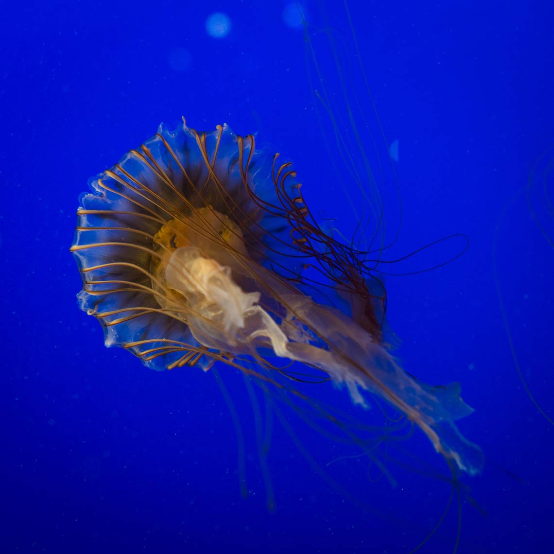 0135-_D4S8921_D4S8921.JPG
