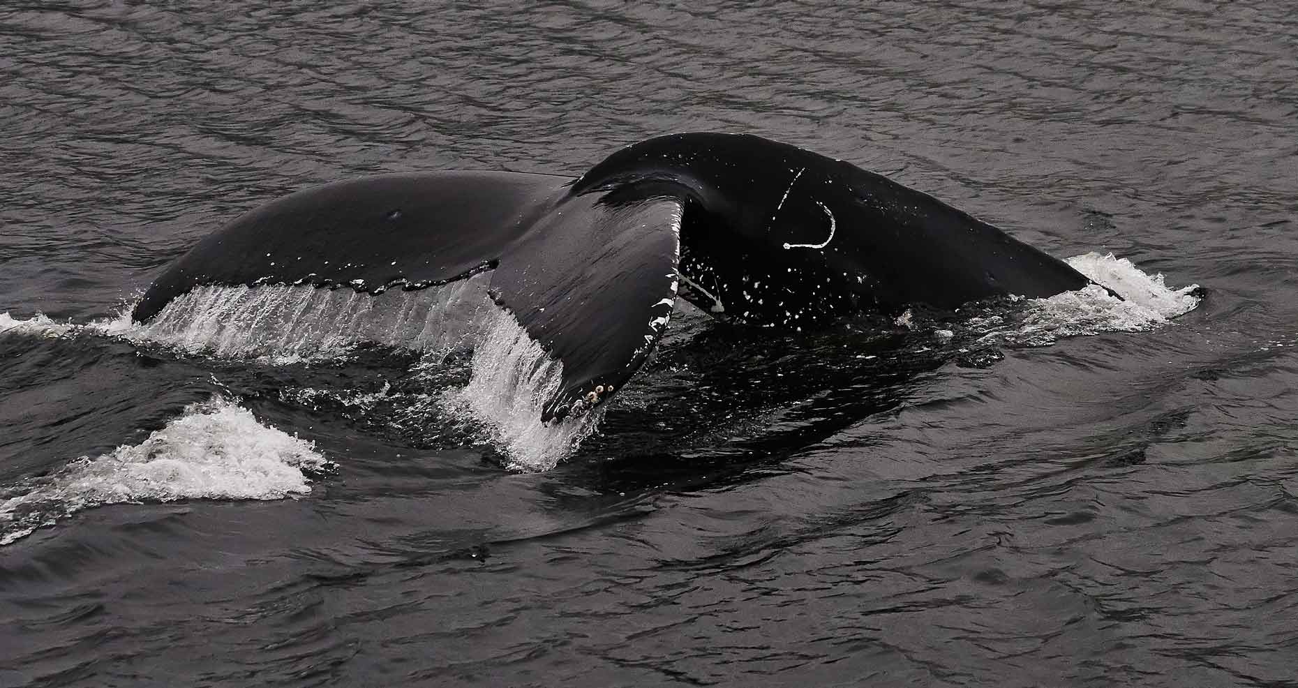 015-Great-Bear_Humpback_2013_7520-2