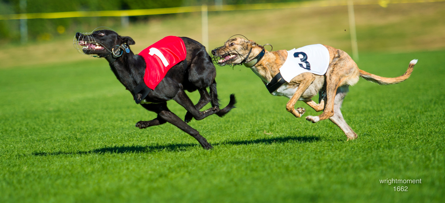 021-Greyhounds_1662.JPG