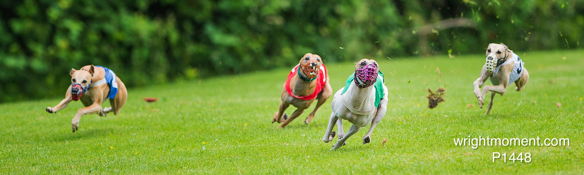 022-Whippet_-2013__D4P1448.JPG
