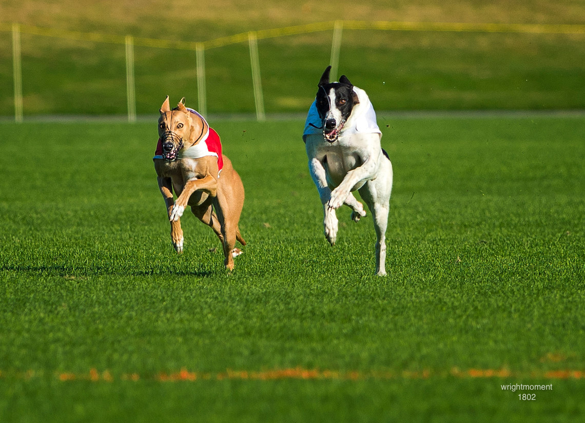 028-Greyhounds_1802.JPG