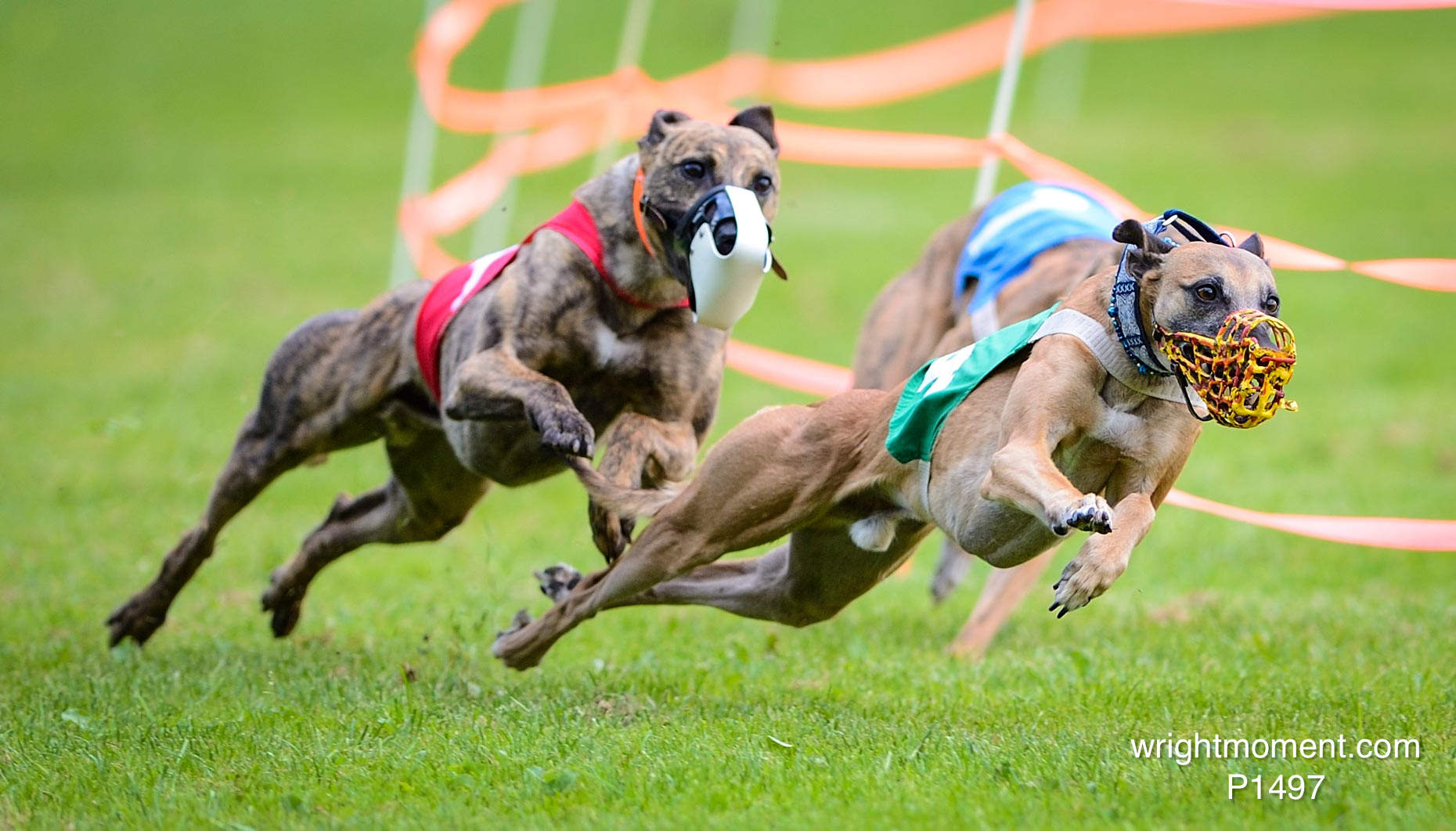 028-Whippet_-2013__D4P1497.JPG