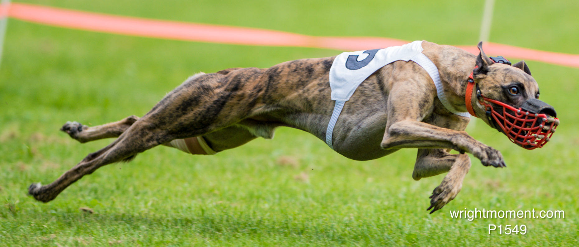 029-Whippet_-2013__D4P1549.JPG