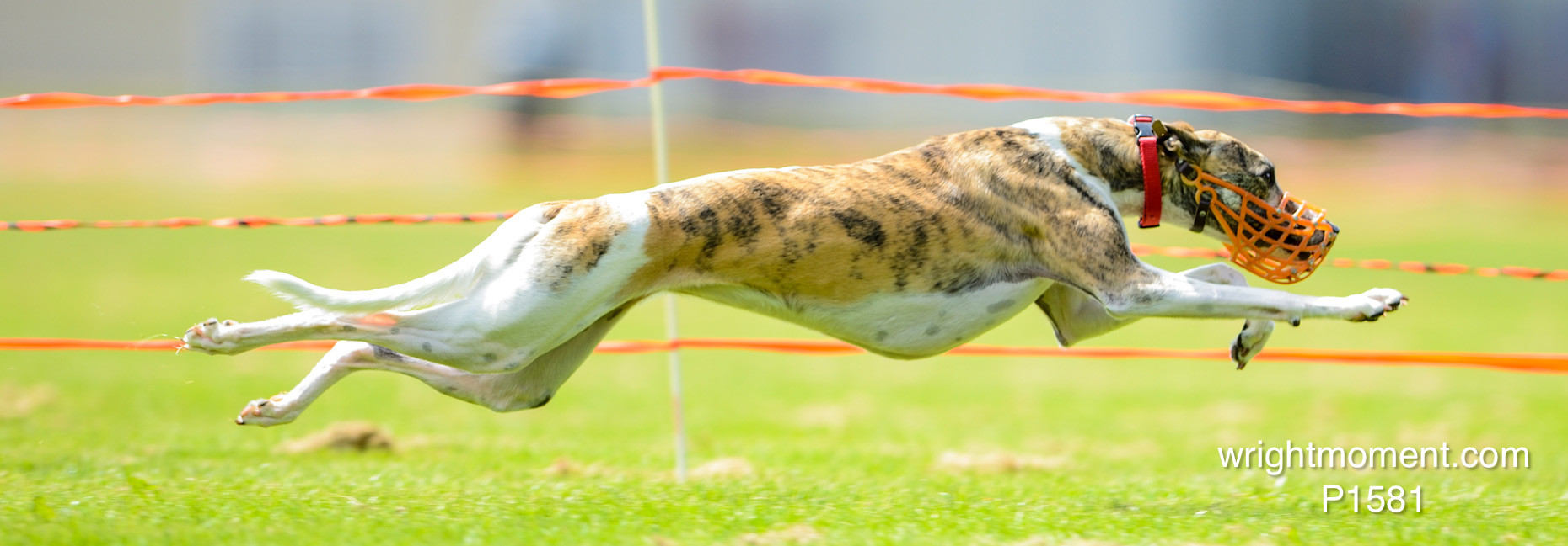 030-Whippet_-2013__D4P1581.JPG