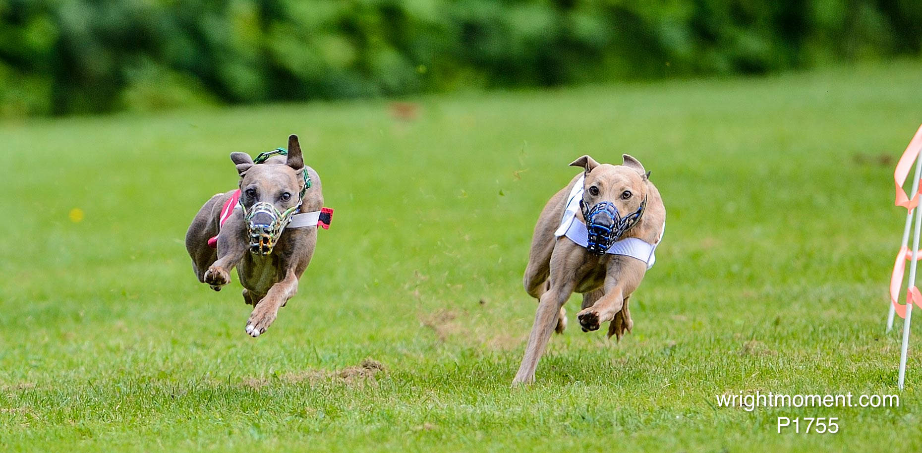 031-Whippet_-2013__D4P1755.JPG