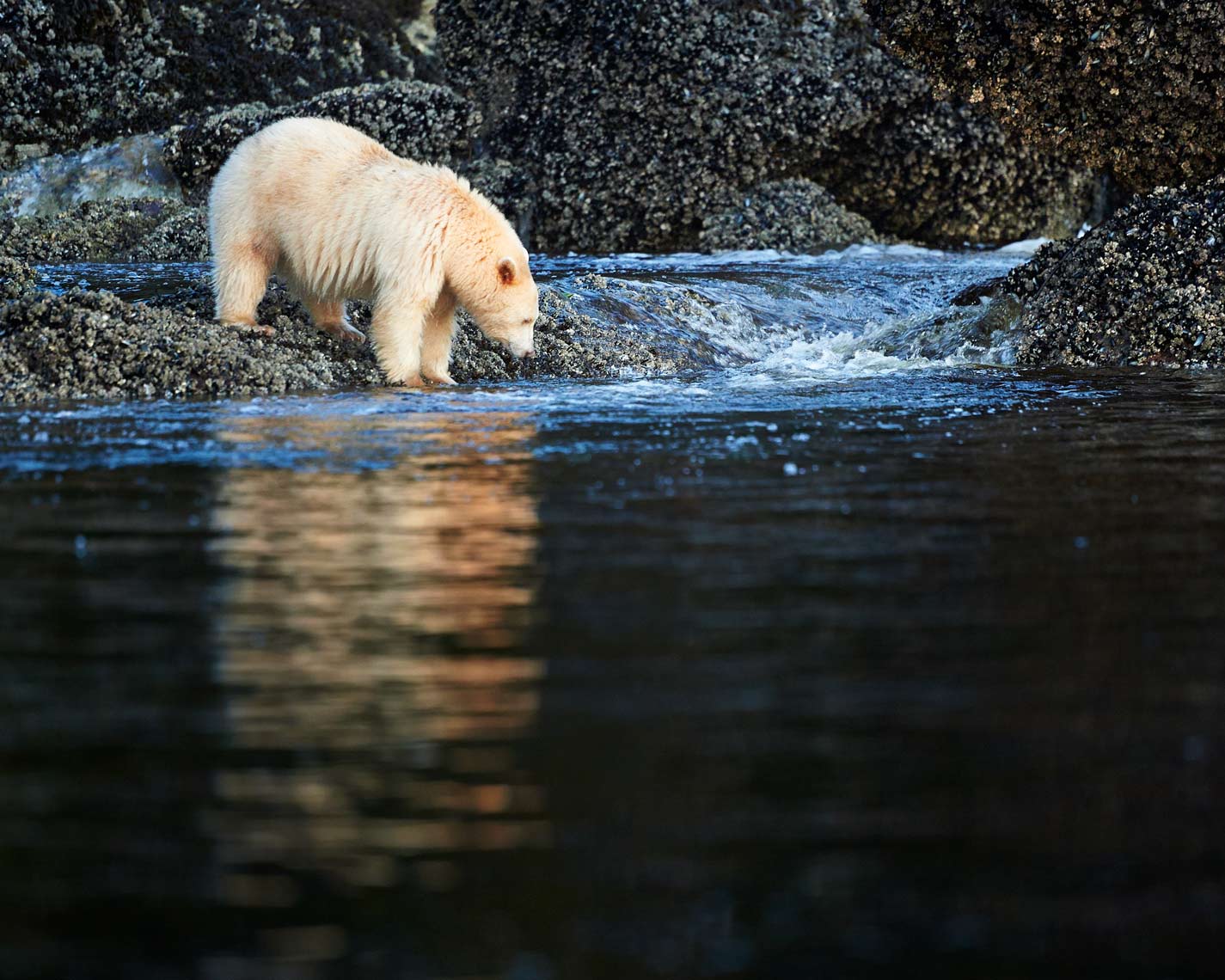039-Great-Bear_2013_5468Rd