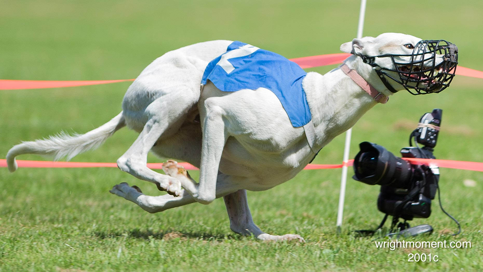 039-Whippet_-2013__D4P2001c.JPG
